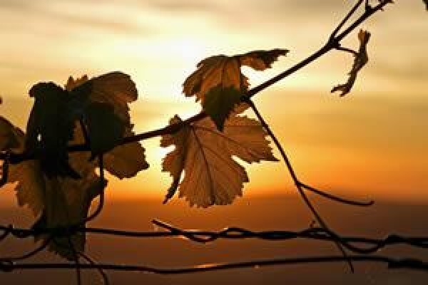 Boutique Wine Collection