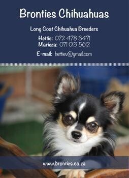 Bronties Chihuahuas