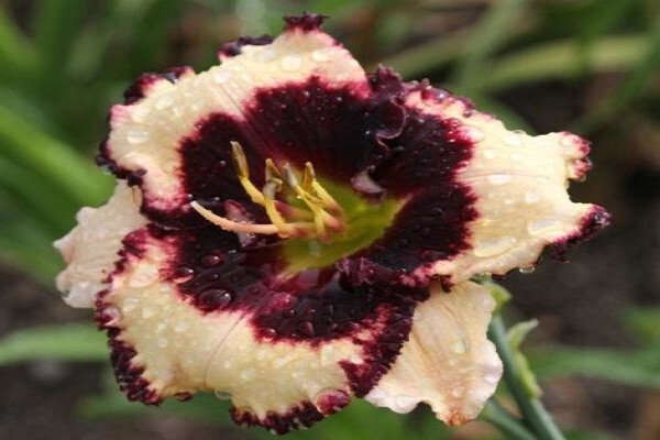 Daylilypark