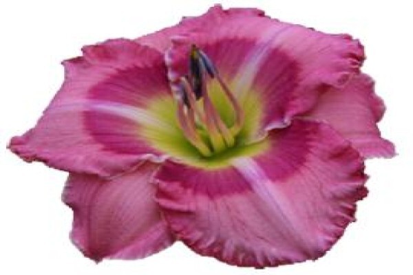 Daylilypark