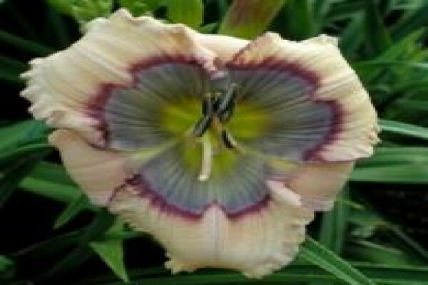 Daylilypark