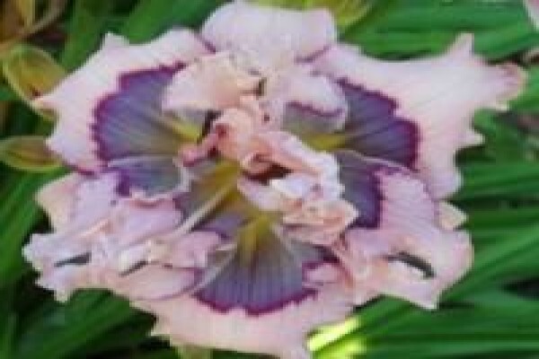 Daylilypark