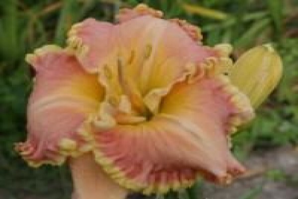 Daylilypark