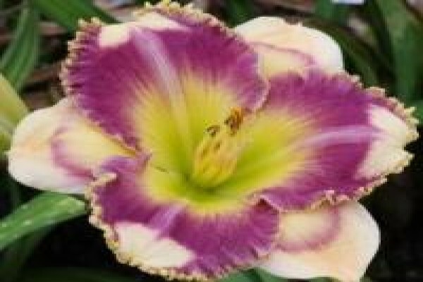 Daylilypark