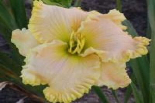 Daylilypark