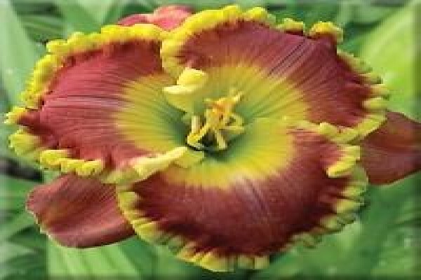 Daylilypark