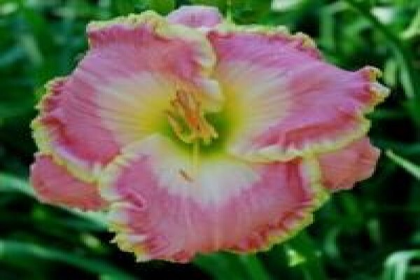 Daylilypark