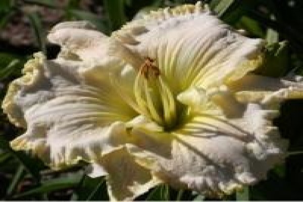 Daylilypark