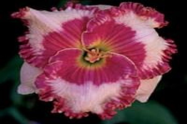 Daylilypark