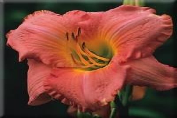 Daylilypark