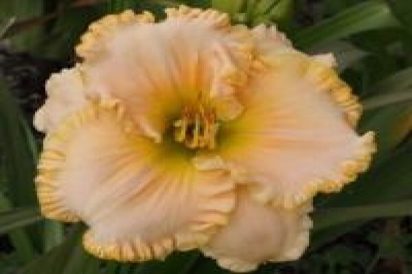 Daylilypark