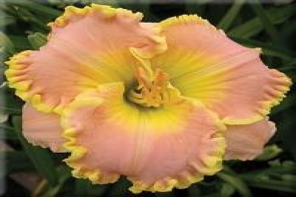 Daylilypark