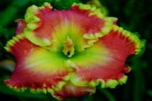Daylilypark