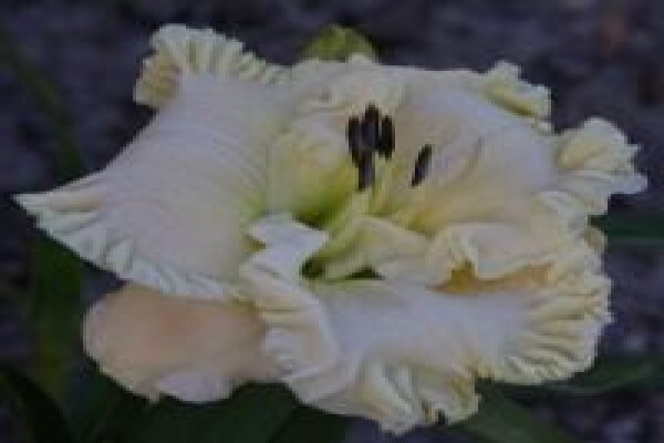 Daylilypark