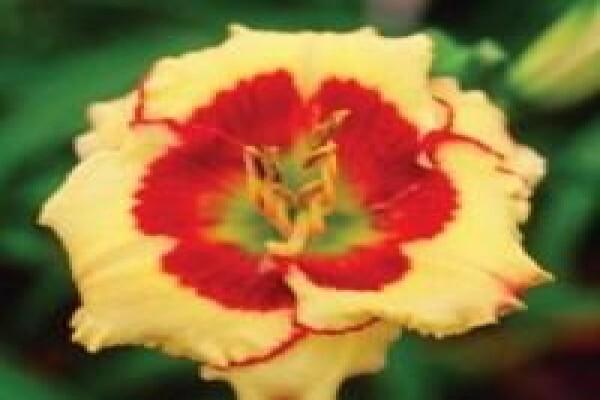 Daylilypark