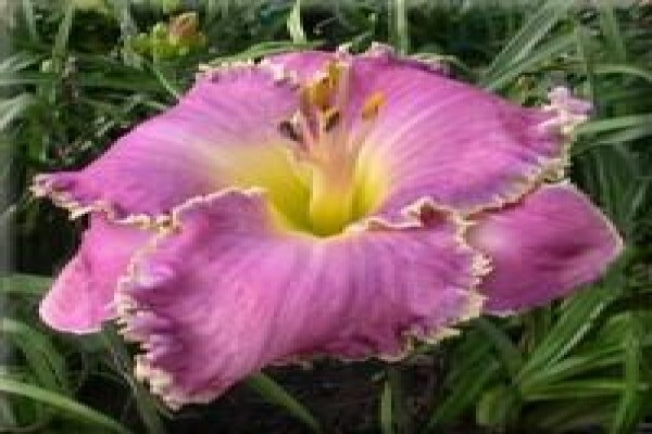 Daylilypark