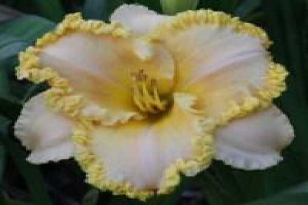 Daylilypark