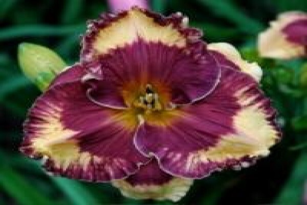 Daylilypark