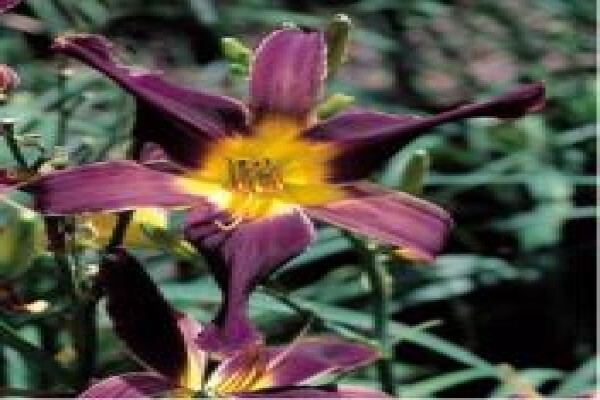 Daylilypark