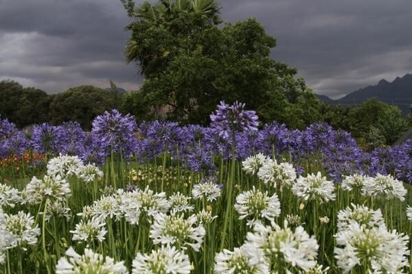 Daylilypark