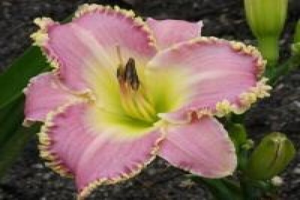 Daylilypark
