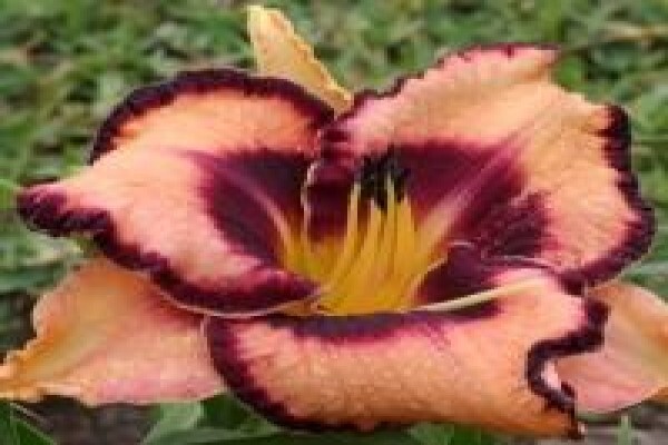 Daylilypark