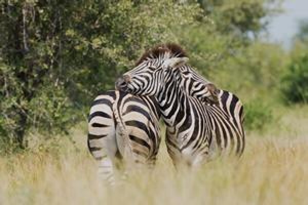 Sizwe Medical Fund