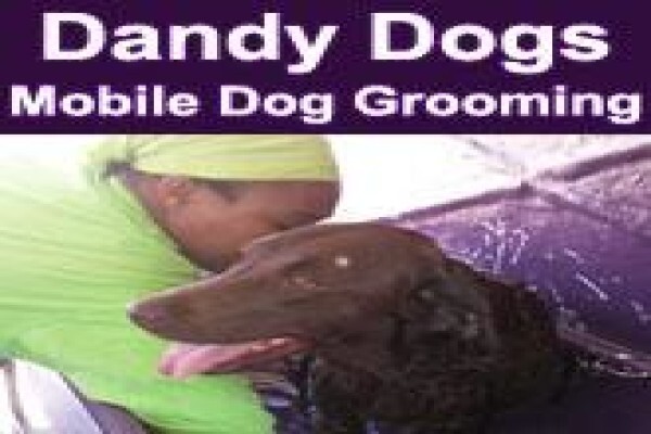 Dandy Dogs