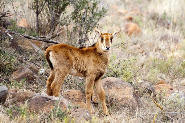 Glen Harry Game Reserve