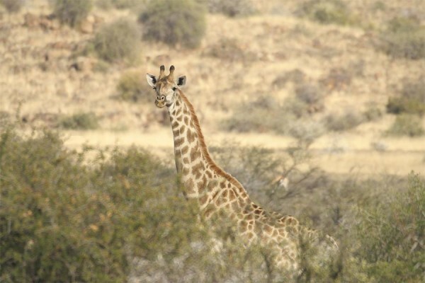 Glen Harry Game Reserve