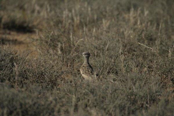 Glen Harry Game Reserve