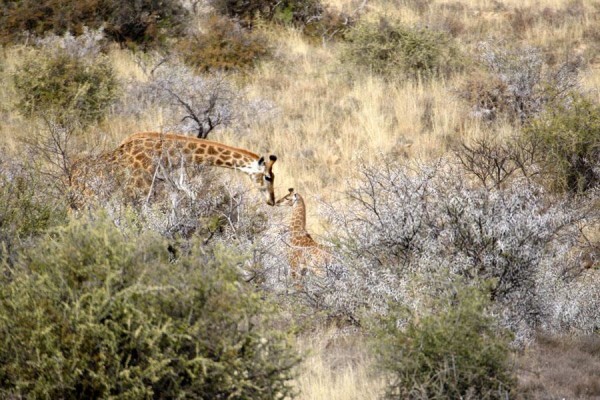 Glen Harry Game Reserve