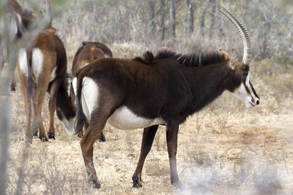 Glen Harry Game Reserve