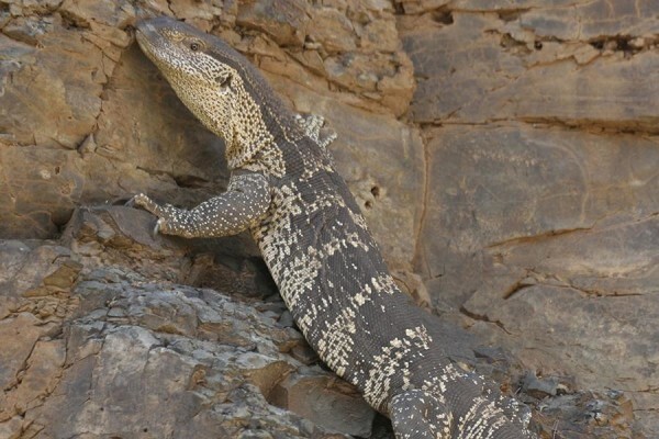 Glen Harry Game Reserve