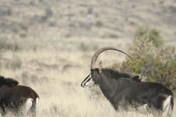 Glen Harry Game Reserve