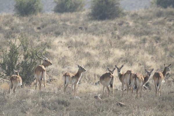Glen Harry Game Reserve
