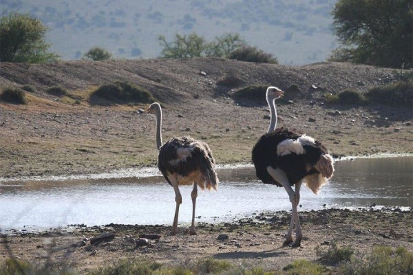 Glen Harry Game Reserve