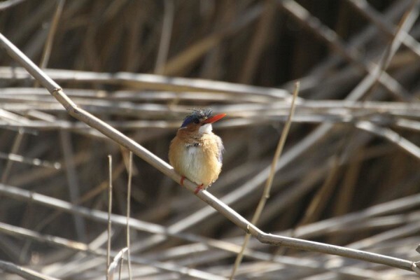 Glen Harry Game Reserve