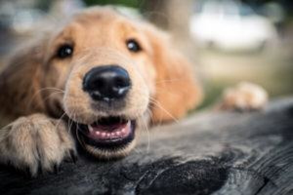 Goodpet