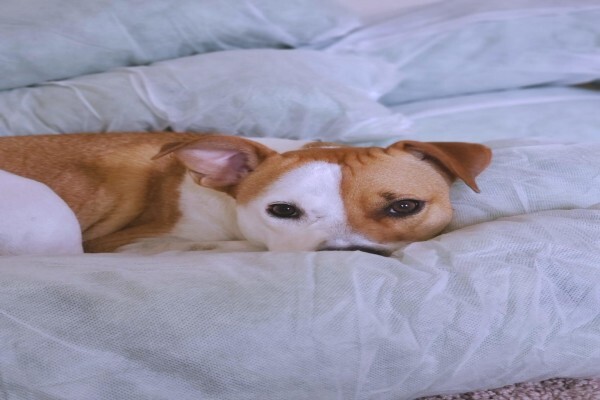 Dogonline