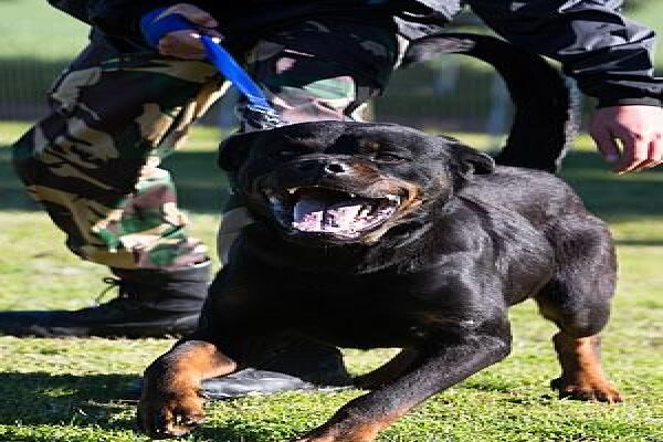 Dogs And All Shooting Range