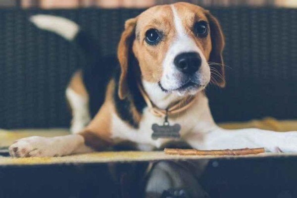 Dogonline