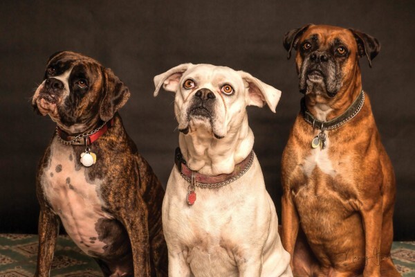Dogonline