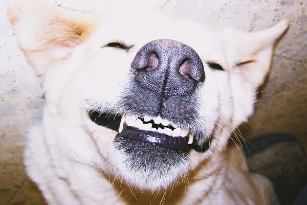 Dogonline