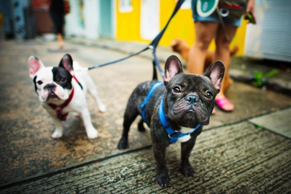 Dogonline