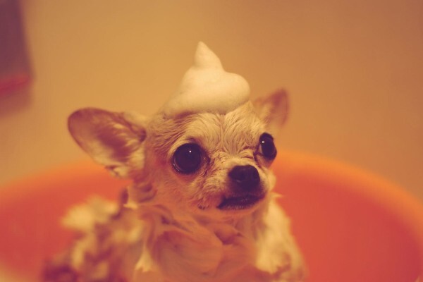 Dogonline