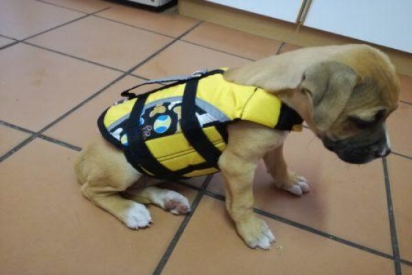 Dogonline