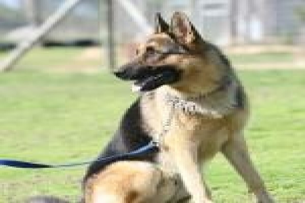 Dogs And All Shooting Range
