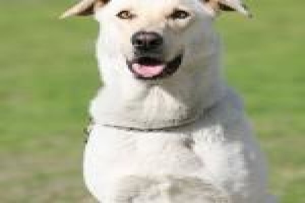 Dogs And All Shooting Range