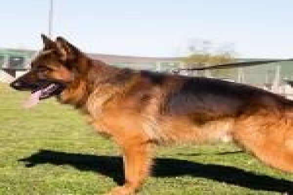 Dogs And All Shooting Range